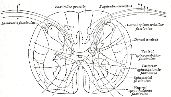 Structures of the Gray matter, Spinal Cord, Connections of afferent (sensory) fibers; posterior root with the efferent fibers