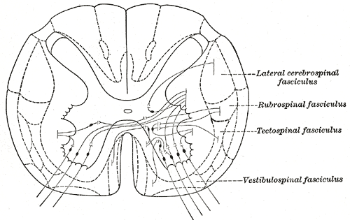 Structures of the Gray Matter, Spinal Cord, Diagram showing possible connection of long descending fibers from higher centers