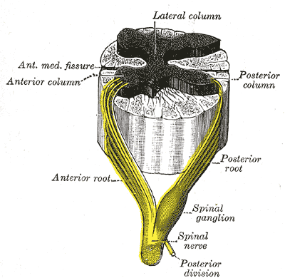 Roots of the Spinal Nerve, Neurology, A spinal nerve with its anterior and posterior roots, Posterior and Anterior column, An