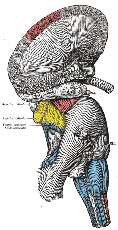 The Hind-brain or Rhombencephalon, Superficial dissection of brain-stem; Lateral view, External Capsule, Hippocampus, Superio