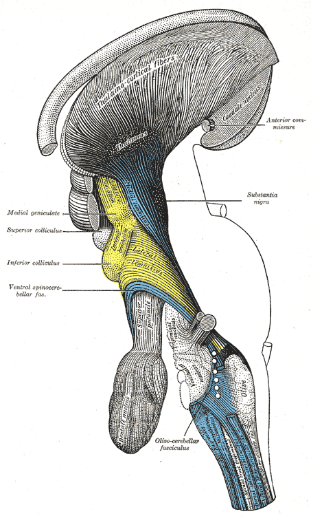 The Hind-brain or Rhombencephalon, Deep dissection of brain-stem; Lateral view, Thalamus, Thalamocortical fibers, Caudate nuc