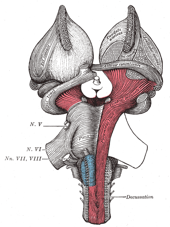 The Hind-brain or Rhombencephalon, Superficial dissection of brain-stem