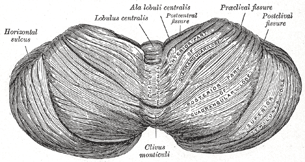 The Hind-Brain or Rhombencephalon, Upper surface of the cerebellum