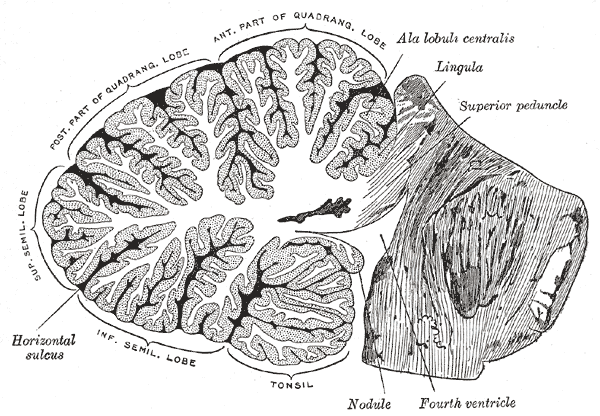 The Hind-Brain or Rhombencephalon, Sagittal section of the cerebellum; near the junction of the vermis with the hemisphere