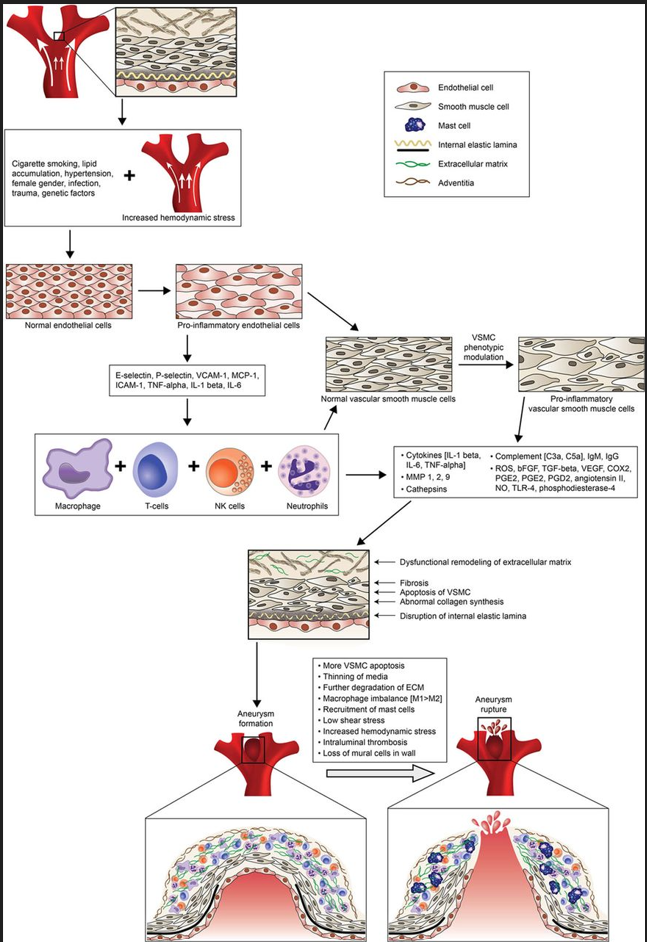 Cerebral aneurysm (CA) formation and rupture