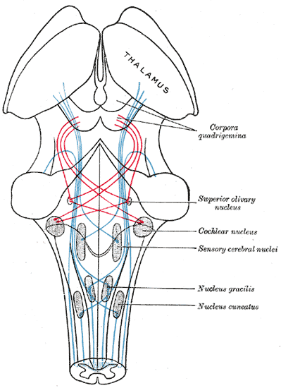 The Mid-brain or Mesencephalon, the course of the fibers of the lemniscus; medial lemniscus in blue, lateral in red, Thalamus