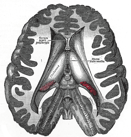 The Fore-Brain or Prosencephalon, Dissection showing the ventricles of the brain, Cavum septi pellucidi, Hassa intermedia, Ca