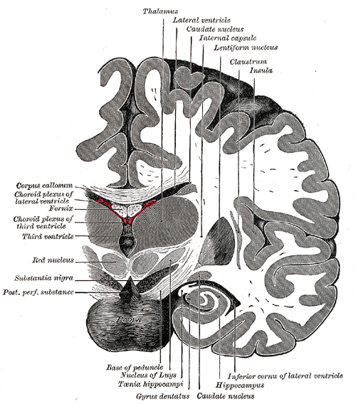 The Fore-brain or Prosencephalon, Coronal section of brain immediately in front of pons, Thalamus, Lateral ventricle, Caudate