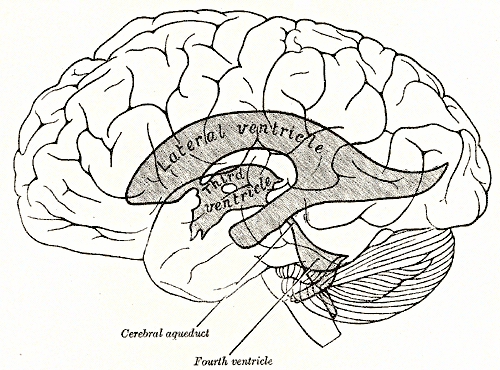 Scheme showing relations of the ventricles to the surface of the brain, Lateral Ventricle, Third Ventricle, Cerebral Aqueduct