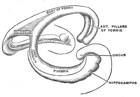 Diagram of the fornix, Body of Fornix, Hippocampal commissure, Crus fornicis, Fimbria, Uncus, Hippocampus, Anterior Pillars o