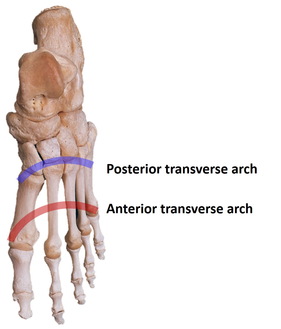 Transverse arches of the foot