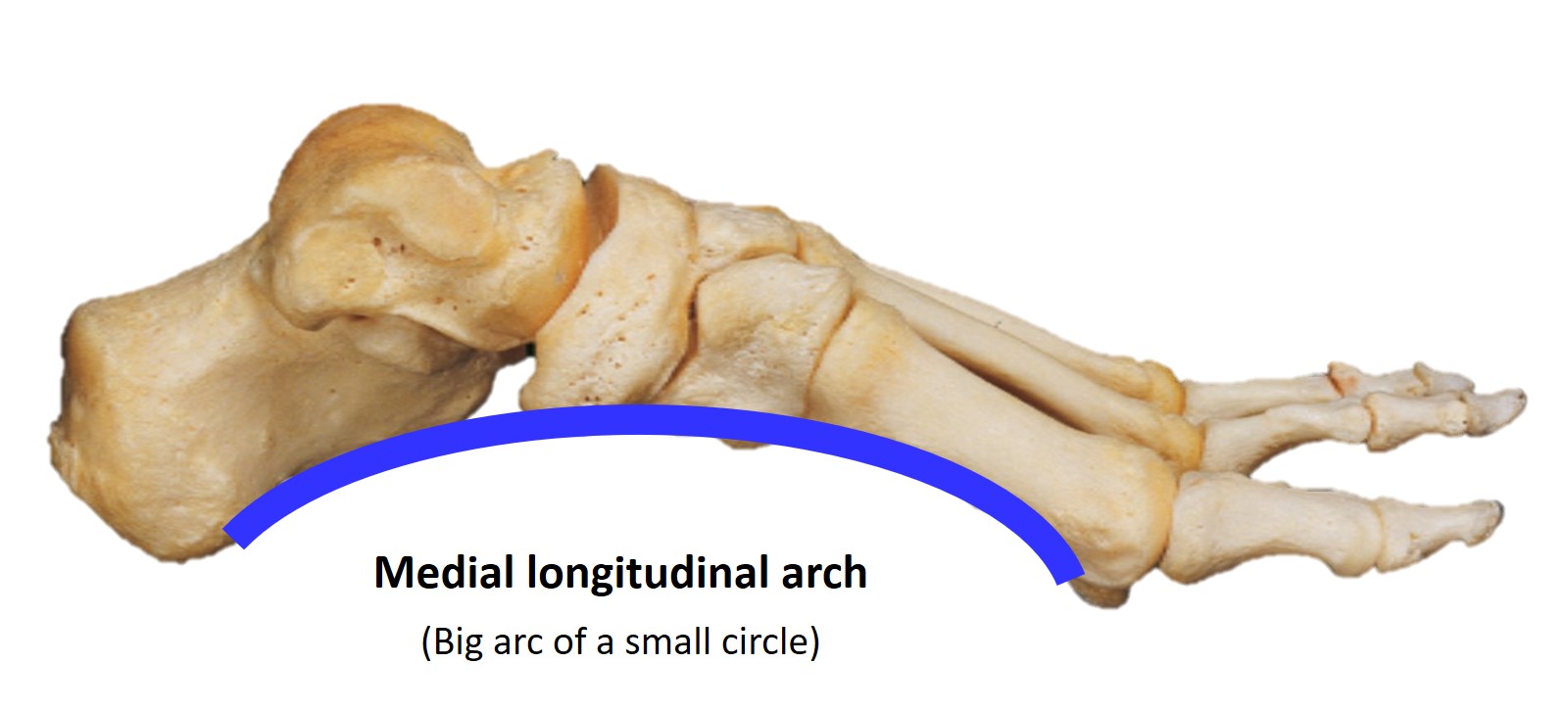 Medial longitudinal arch of the foot