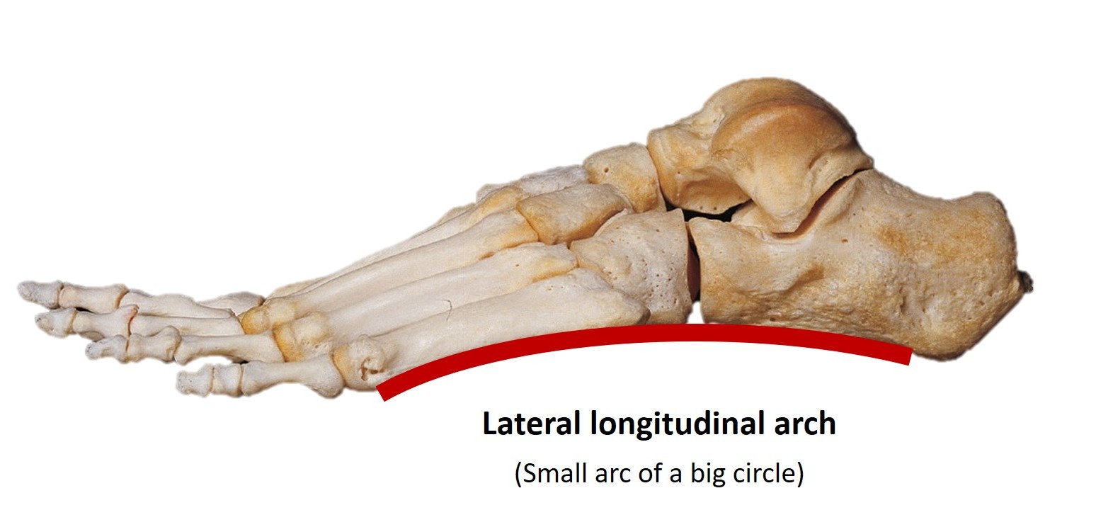 Longitudinal arch (Lateral)