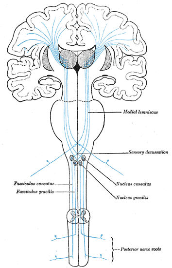 The sensory tract, Medial Lemniscus, Fasciculus cuneatus, Fasciculus gracilis, Sensory Decussation, Nucleus cuneatus, Nucleus