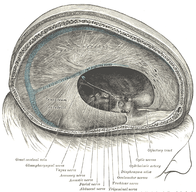 Meninges of the Dura mater, Dura mater and its processes, Straight sinus, Inferior Sagittal Sinus, Tentorium cerebelli, Trans