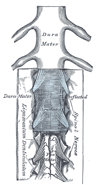 The medulla spinalis and its membranes, Dura Mater, Arachnoid, Spinal nerves, Ligamentum denticulatum, Pia Mater