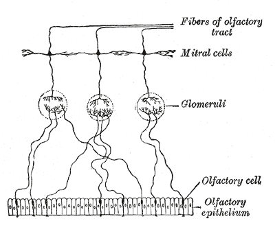 <p>Olfactory epithelium, Olfactory Cell, Glomeruli, Mitral Cells, Fibers of Olfactory tract</p>