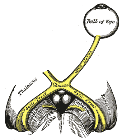 The Optic Nerve, Bulb of Eye, Chiasm, Thalamus, Optic tract