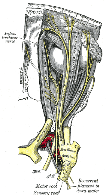 Trochlear Nerve, Nerves of the Orbit; seen from above, Obliques superior, Levator Palpebrae, Rectus Lateralis, Optic nerve, S