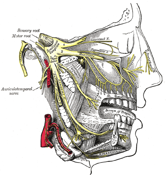 The Trigeminal Nerve, Distribution of the maxillary and mandibular nerves; the submaxillary ganglion