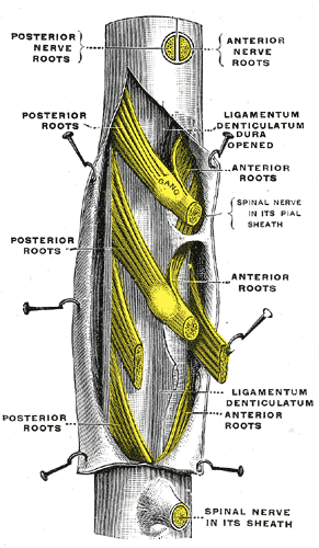 The Spinal Nerves, A portion of the spinal cord; showing its right lateral surface, The dura is opened and arranged to show t