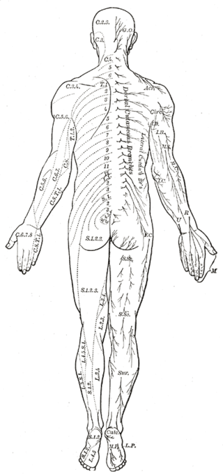 The Spinal Nerves, Distribution of cutaneous nerves; Dorsal aspect