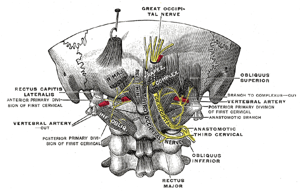 The Posterior Divisions,  Posterior primary divisions of the upper three cervical nerves, Great Occipital Nerve