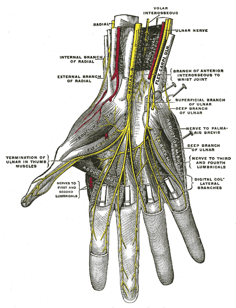 The Anterior Division, Deep palmar nerves, Ulnar and Radial Nerve