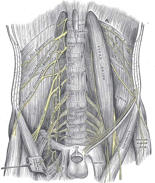 The Lumbosacral Nerves, The lumbar plexus and its branches, Lumbar and Sacral portions of the Spine