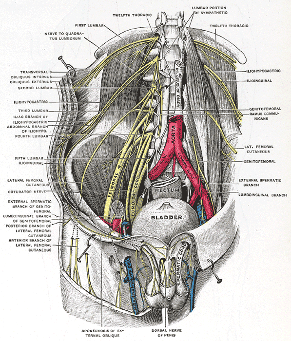 <p>The Lumbosacral Nerves in the Abdominopelvic Cavity