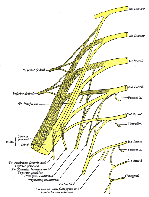 The Sacral and Coccygeal Nerves, Plan of Sacral and Pudendal Plexuses