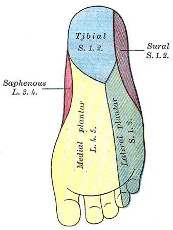 The Sacral and Coccygeal Nerves, Diagram of the segmental distribution of the cutaneous nerves of the sole of the foot; Tibia