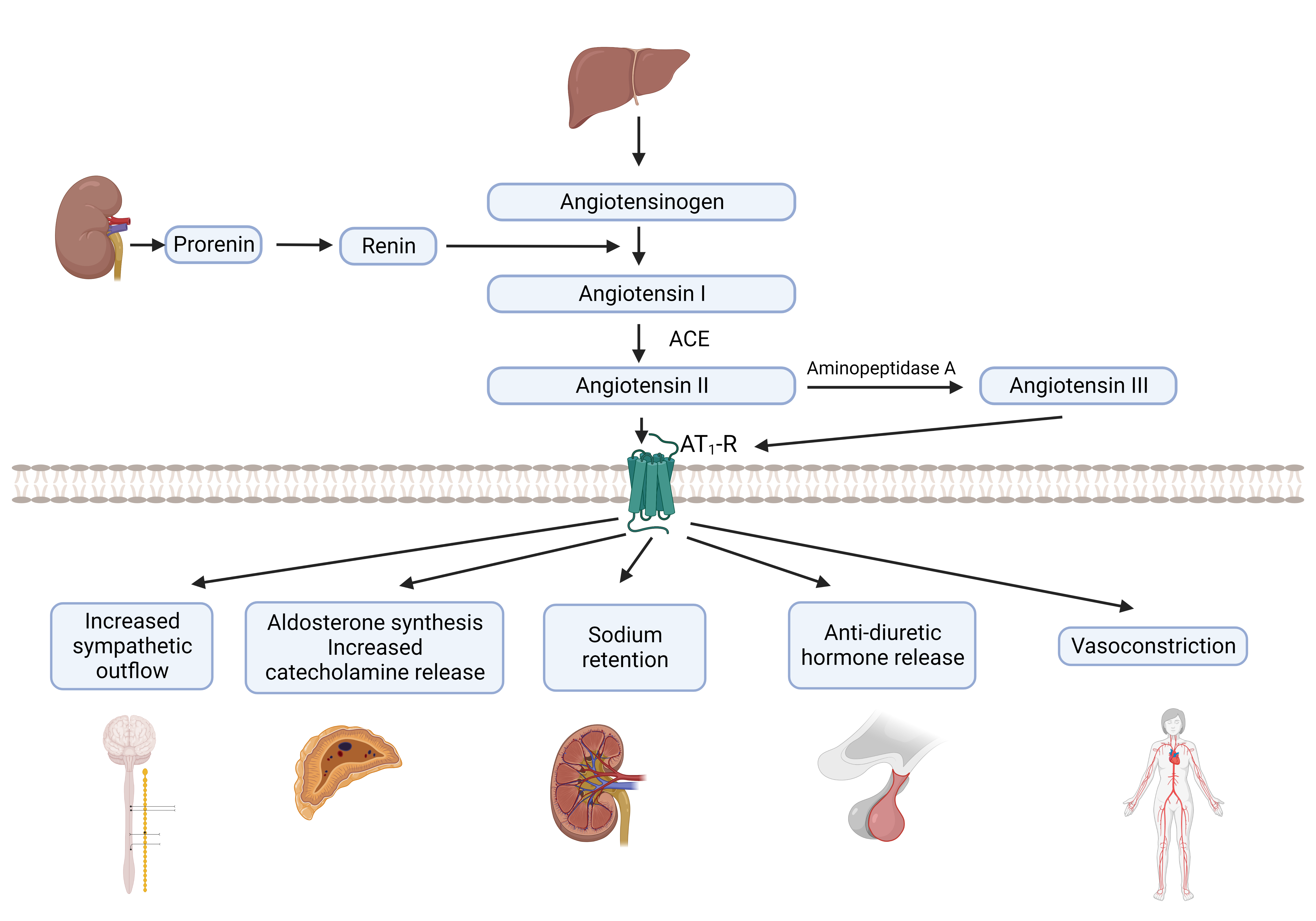 Renin-angiotensin system: Classical view. ACE: Angiotensin-converting enzyme. AT1-R: Angiotensin II type 1 receptor.