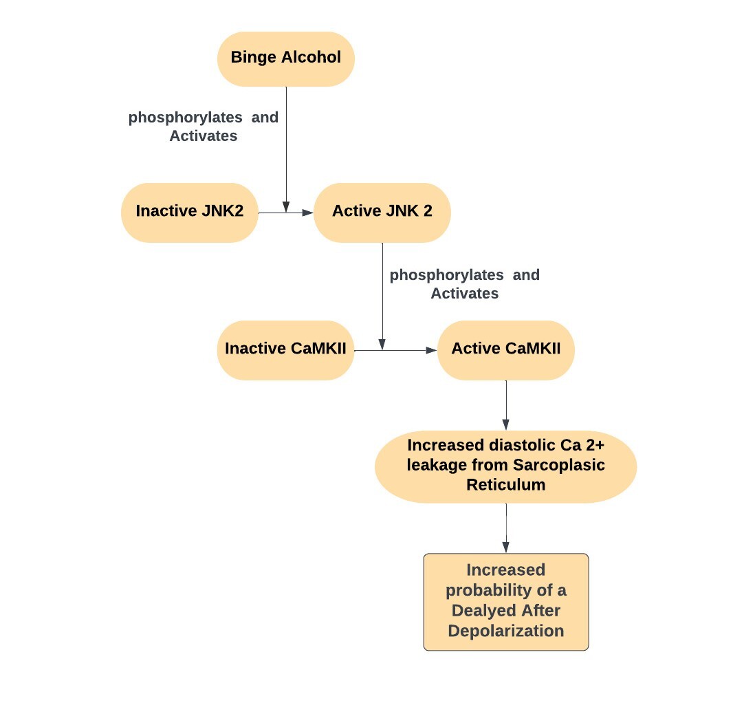 Flowchart summarizing the pathophysiological mechanism of alcohol induced atrial fibrillation