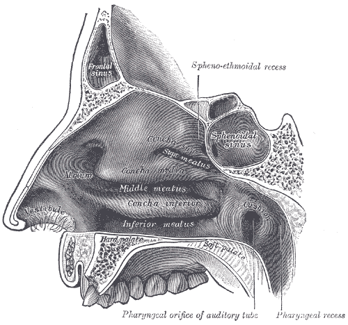 The Organ of Smell, Lateral wall of nasal cavity, Frontal Sinus, Sphenoethmoidal recess, Sphenoidal sinus, Pharyngeal orifice