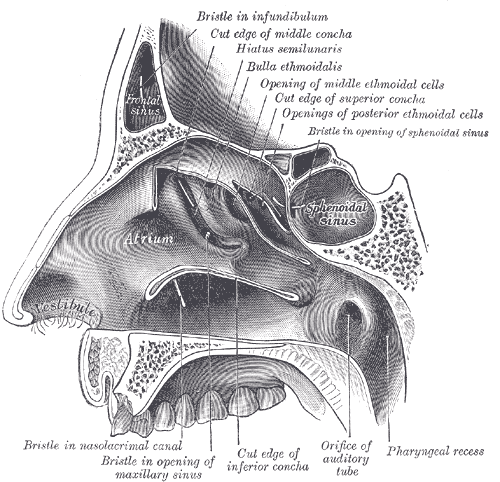 The Organ of Smell, Lateral wall of nasal cavity; the three nasal conchæ have been removed, Atrium, Frontal Sinus, Sphenoidal