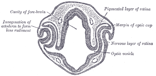 The Organ of Sight, Transverse section of head of chick embryo of forty-eight hours’ incubation, Cavity of Fore-brain, Optic 