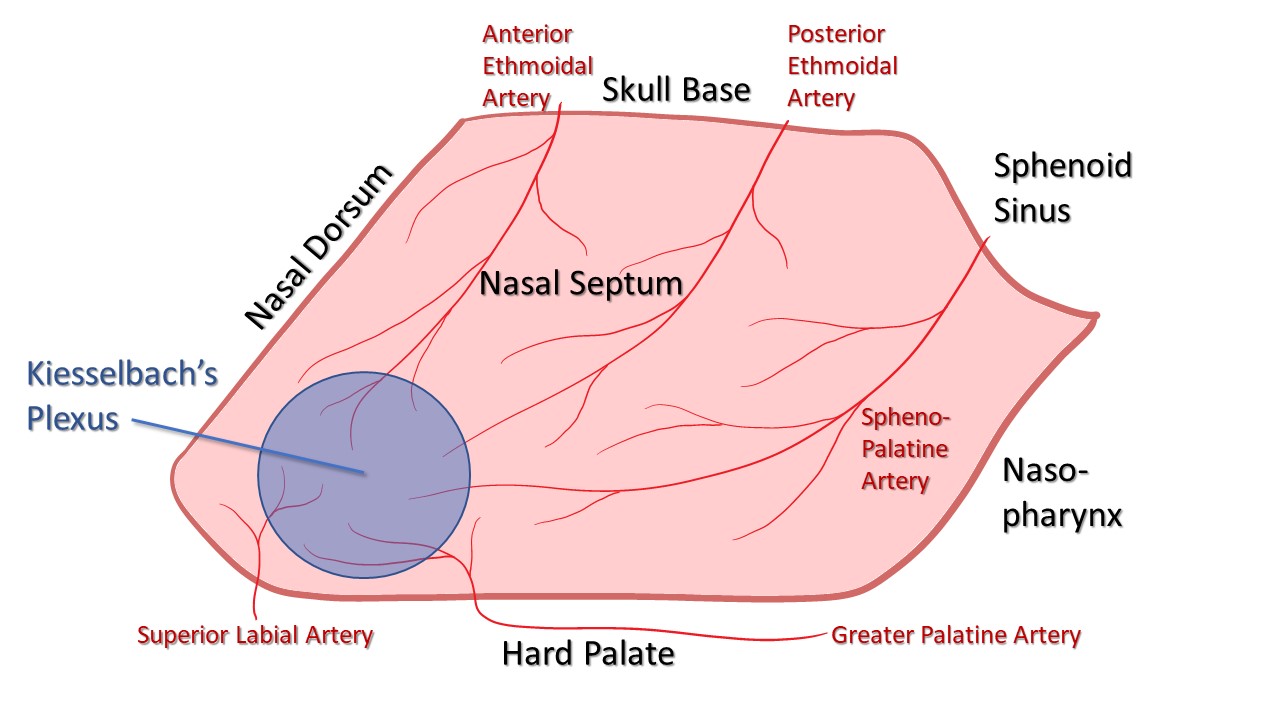 <p>Blood Supply of the Nasal Septum