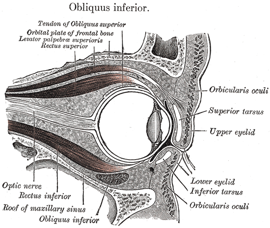 The Accessory Organs of the Eye, Sagittal section of right orbital cavity, Upper and lower Eyelid, Inferior Tarsus, Orbicular