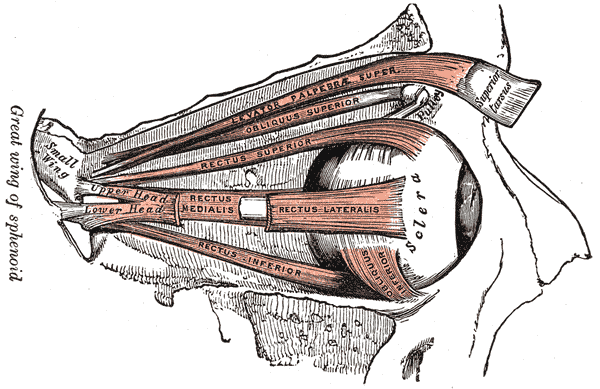 The Accessory Organs of the Eye, Muscles of the right orbit, Levator Palpebrae Superior, Oblique Superior, Rectus Superior, R