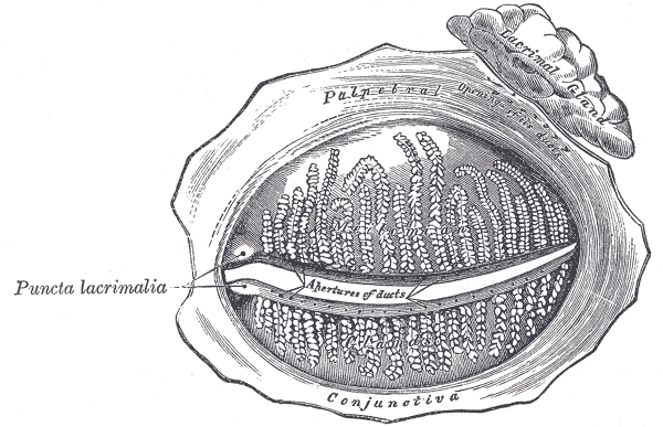 The Accessory Organs of the Eye, The tarsal glands; seen from the inner surface of the eyelids, Puncta lacrimalia, Palpebral 