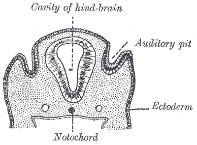 The Organs of Hearing, Section through the head of a human embryo that is about twelve days old; in the region of the hind-br