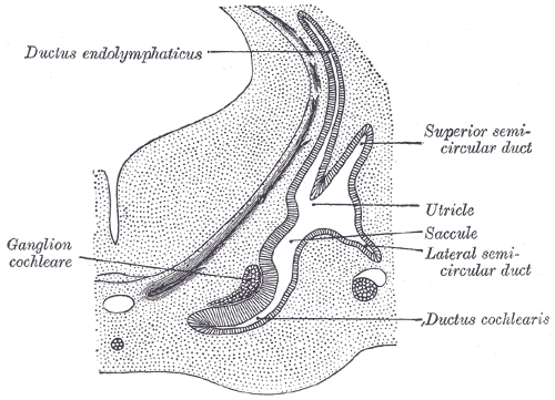 The Organs of hearing,  Transverse section through head of fetal sheep; in the region of the labyrinth, Ductus endolymphaticu