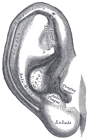 The External Ear, The auricula