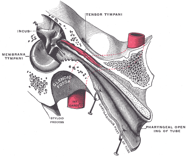 The Middle Ear or Tympanic Cavity, Auditory tube, laid open by a cut in its long axis, Tensor Tympani, Membrana Tympani, Incu