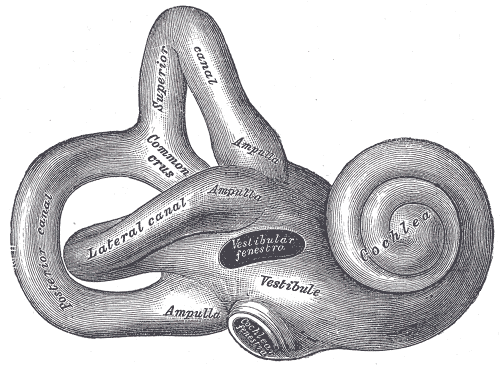 The Internal Ear or Labyrinth, Right osseous labyrinth; Lateral view, Posterior; Superior; Lateral canal, Common crus, Ampull