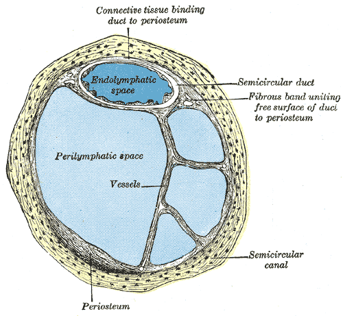 The Internal Ear or Labyrinth, Transverse section of a human semicircular canal and duct, Endolymphatic space, Perilymphatic 