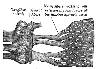 The Internal Ear or Labyrinth, Part of the cochlear division of the acoustic nerve, Ganglion spirale, Spiral fibers