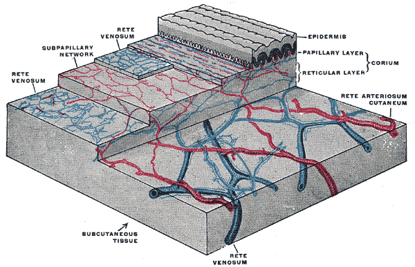 The Common Integument, The distribution of the blood vessels in the skin of the sole of the foot