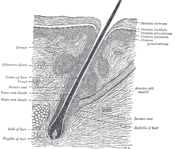 The Common Integument,  Section of skin showing the epidermis and dermis; a hair in its follicle; the Arrector pili muscle; s